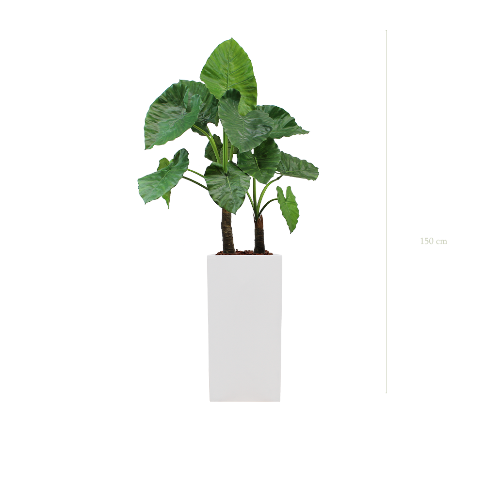 Le Grand Alocasia - Cube Haut Blanc - Artificiel
