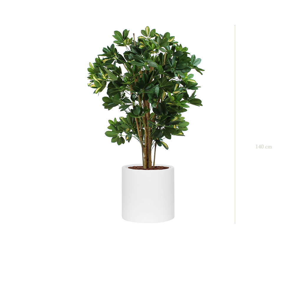 Le Schefflera - Cylindre Blanc - Semi-naturel