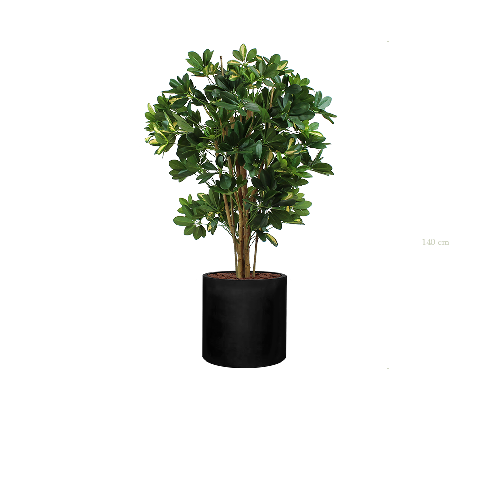 Le Schefflera - Cylindre Noir - Semi-naturel