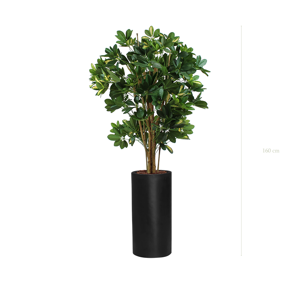 Le Schefflera - Cylindre Haut Noir - Semi-naturel