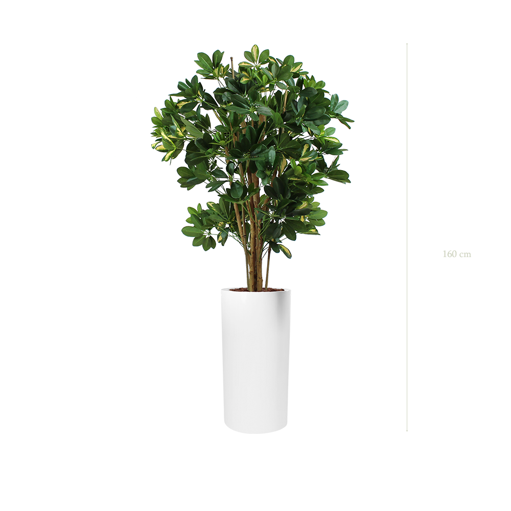 Le Schefflera - Cylindre Haut Blanc - Semi-naturel