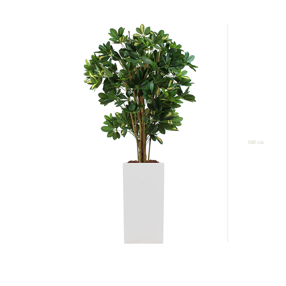 Die Schefflera – Hoher weißer kubischer Topf #Künstlich