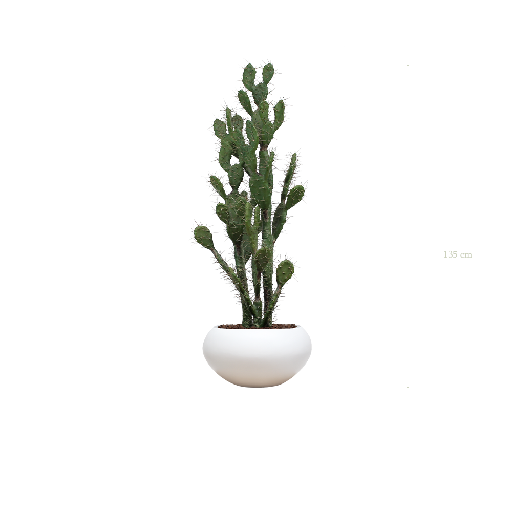 Le Cactus - Pot Ovale Blanc - Artificiel
