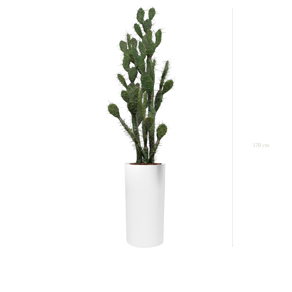 Le Cactus - Cylindre Haut Blanc - Artificiel