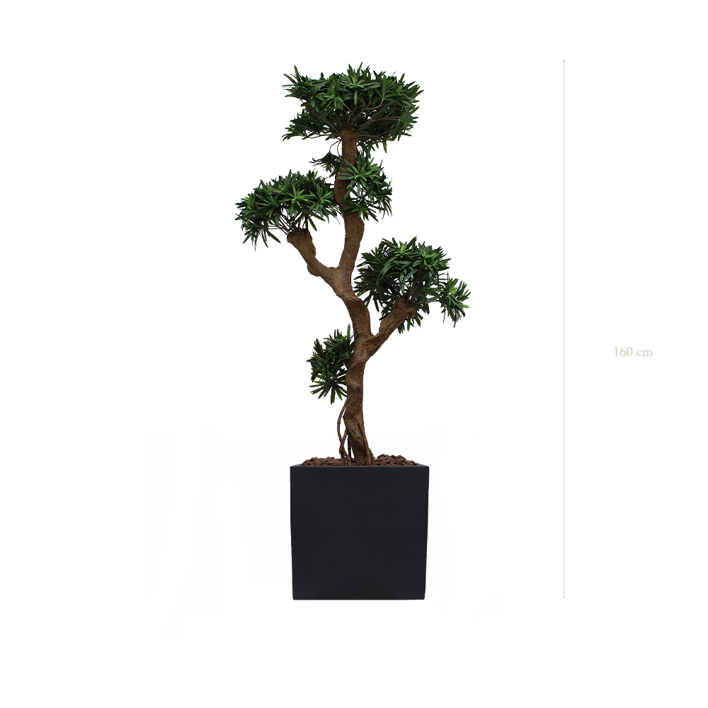 Le Podocarpus - Cube Noir - Artificiel