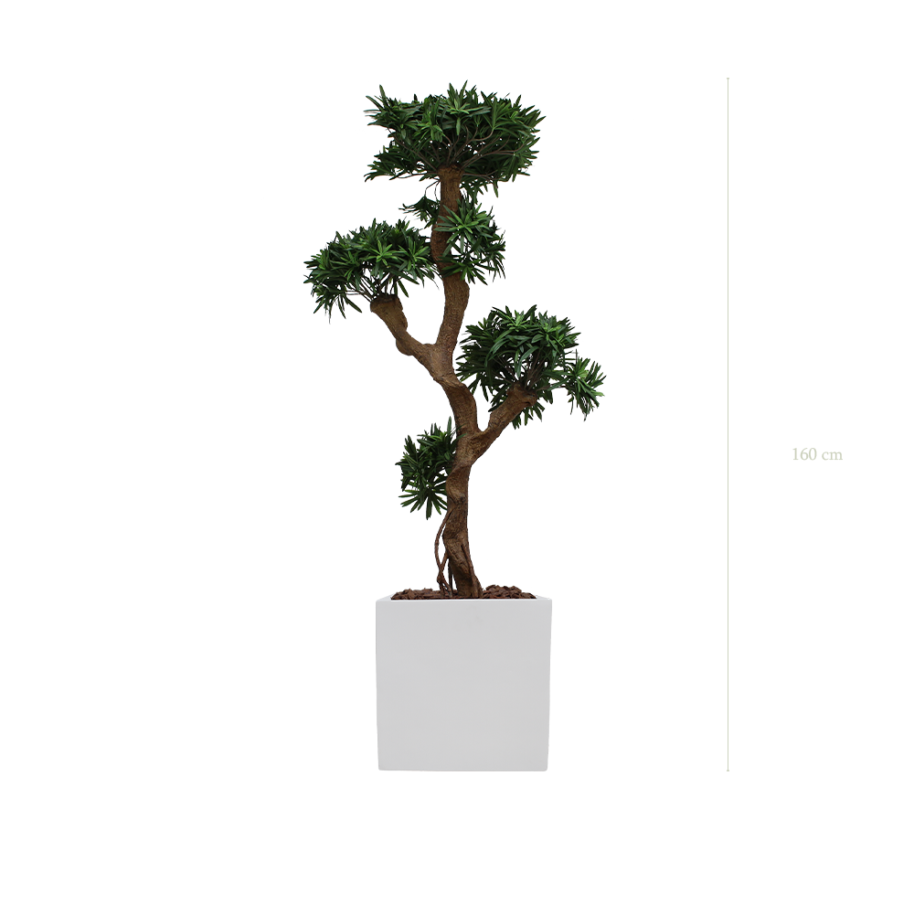 Le Podocarpus - Cube Blanc - Artificiel