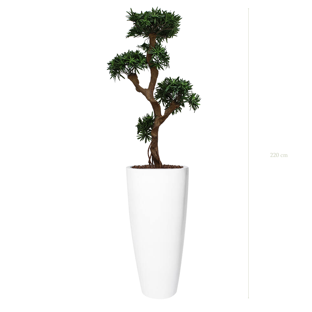 Le Podocarpus - Pot Haut Blanc - Artificiel