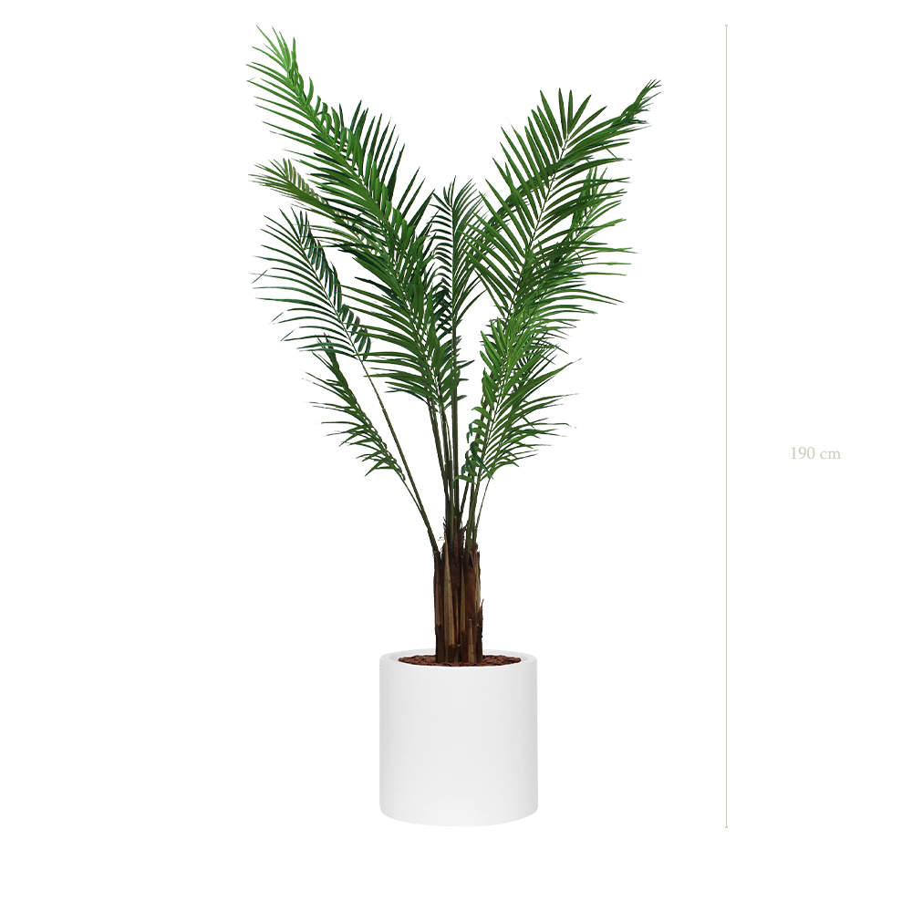 L'Areca - Cylindre Blanc - Semi-Naturel