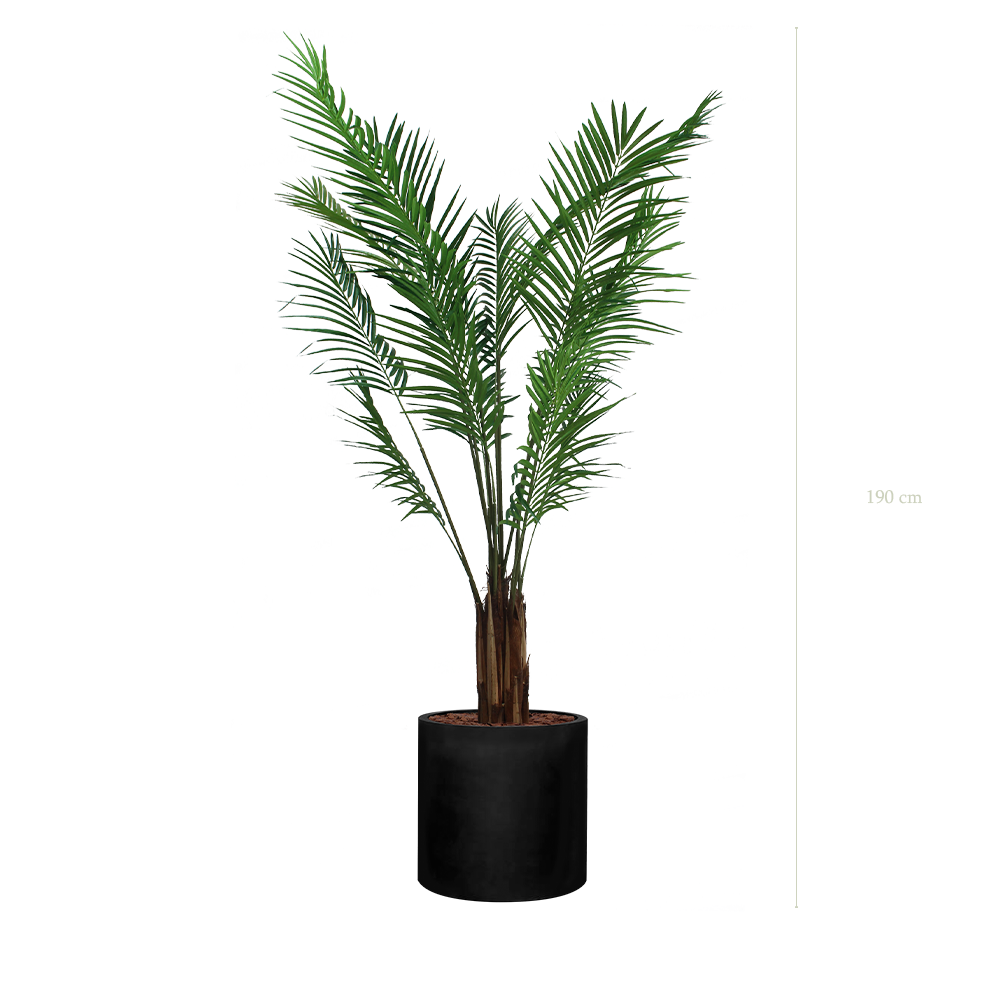 L'Areca - Cylindre Noir - Semi-Naturel