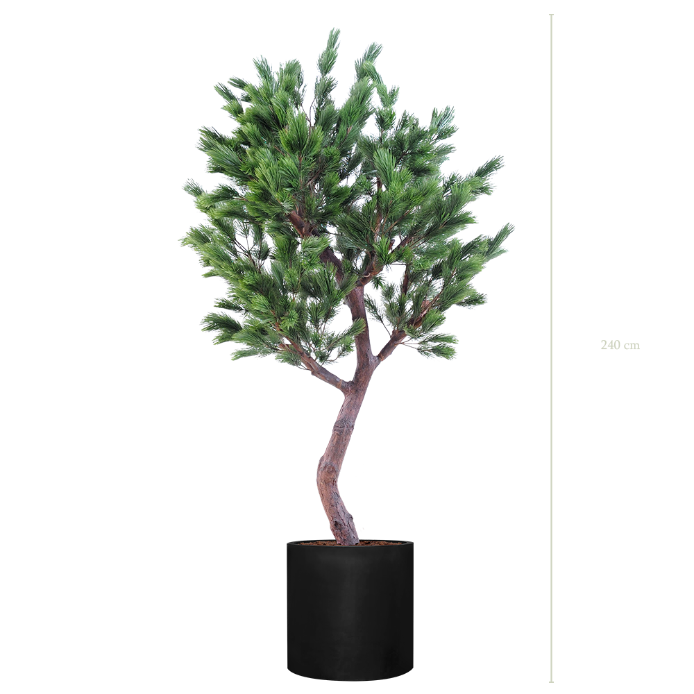 Le Pin 240 - Cylindre Noir - Semi-naturel