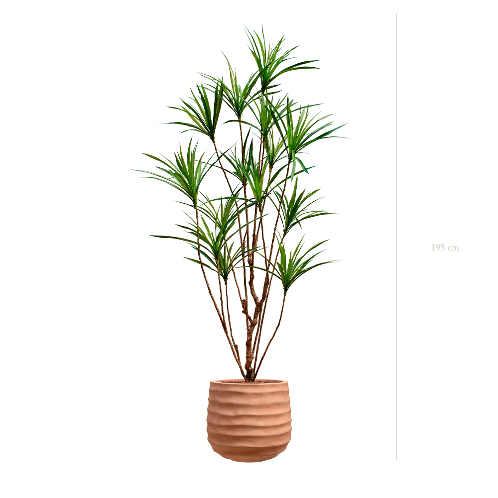 Le Dracena - Pot Terracotta - Artificiel