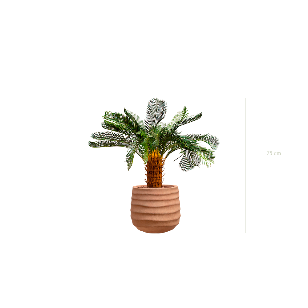Le Petit Cycas - Pot Terracotta - Artificiel