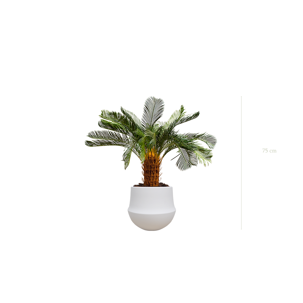The small Cycas in a white round pot #Artificial
