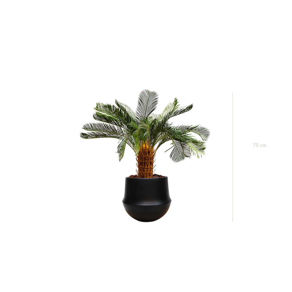 Die kleine Cycas in einem schwarzen runden Topf #Künstlich