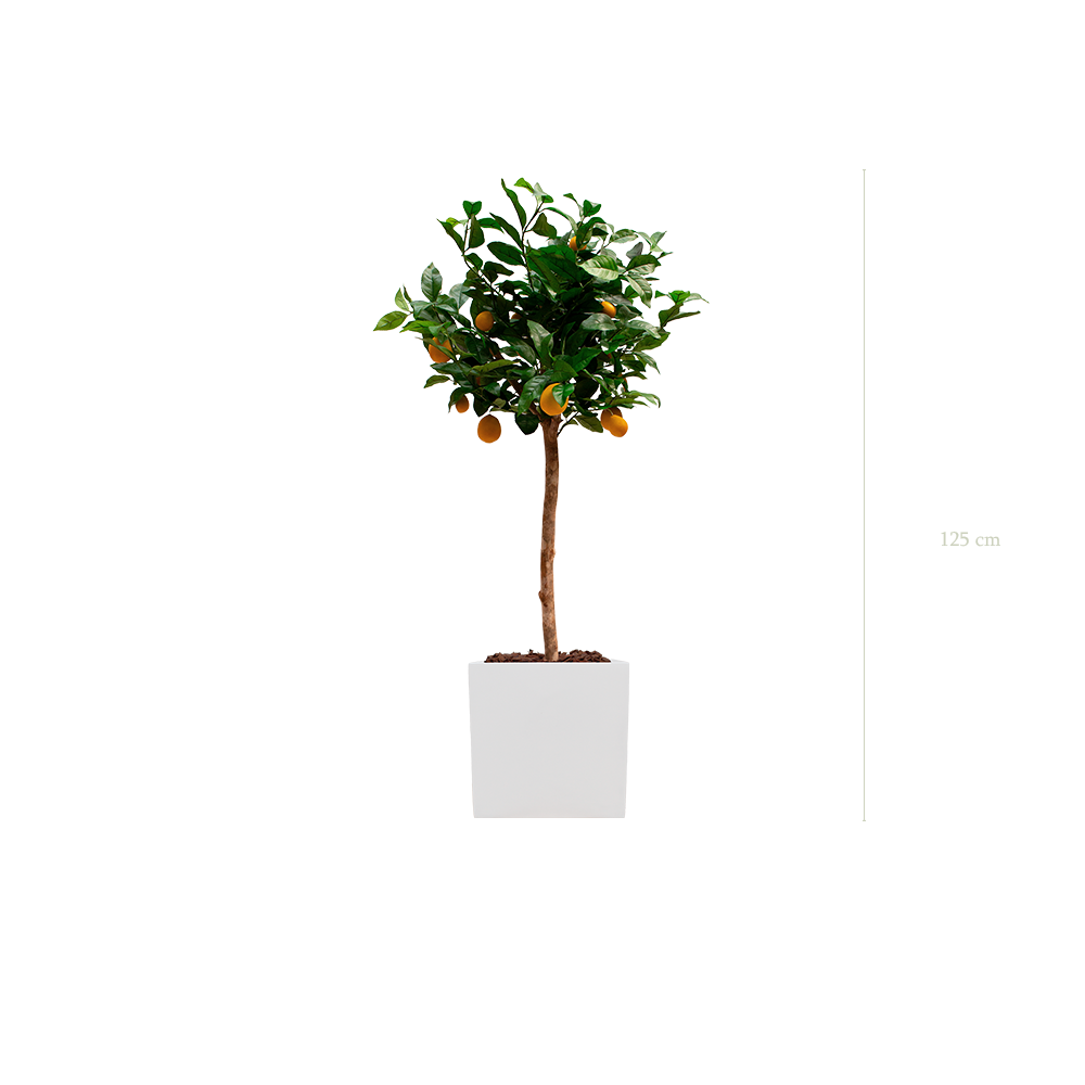 The Lemon tree in a white cube pot #Artificial