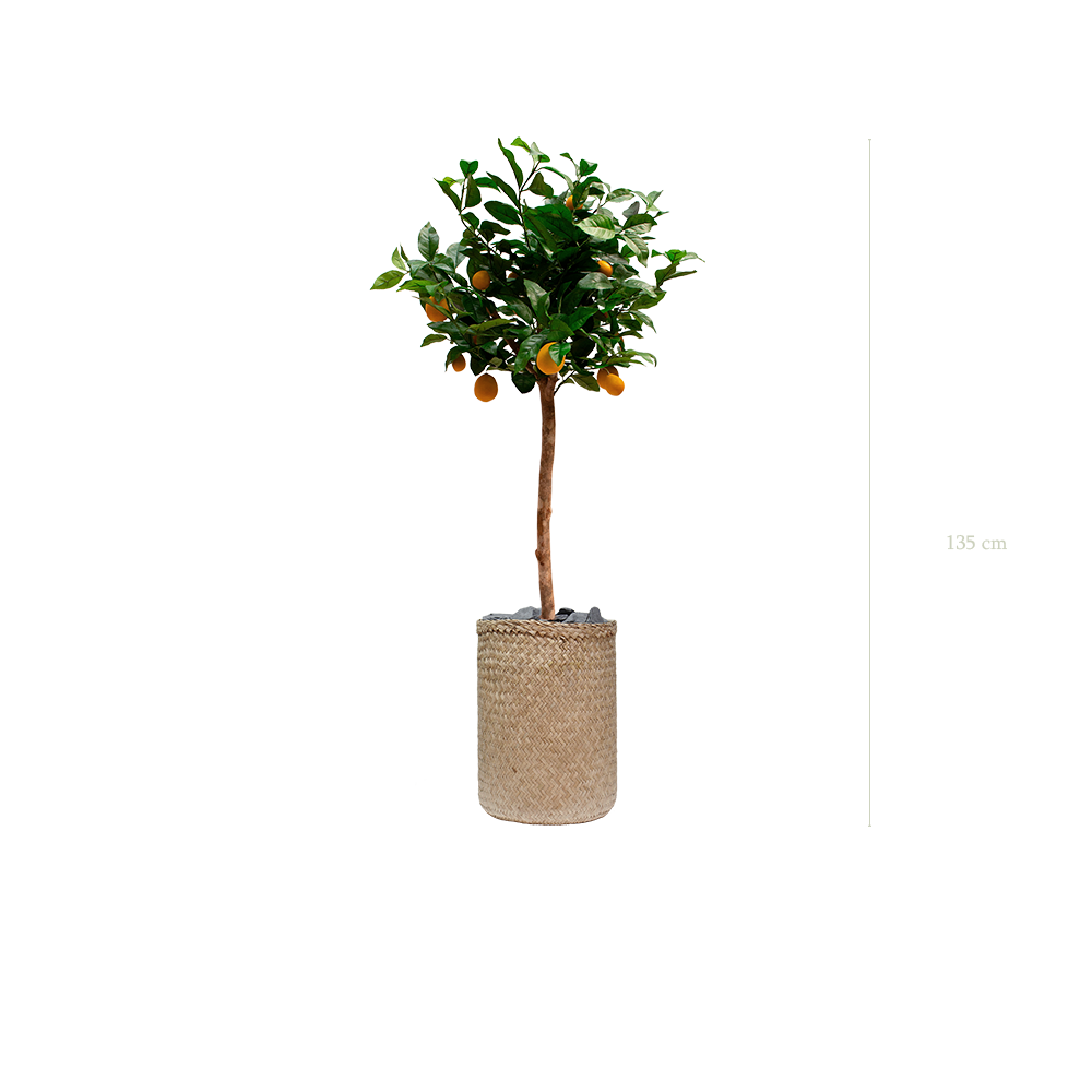Le Citronnier - Pot Tressé - Artificiel