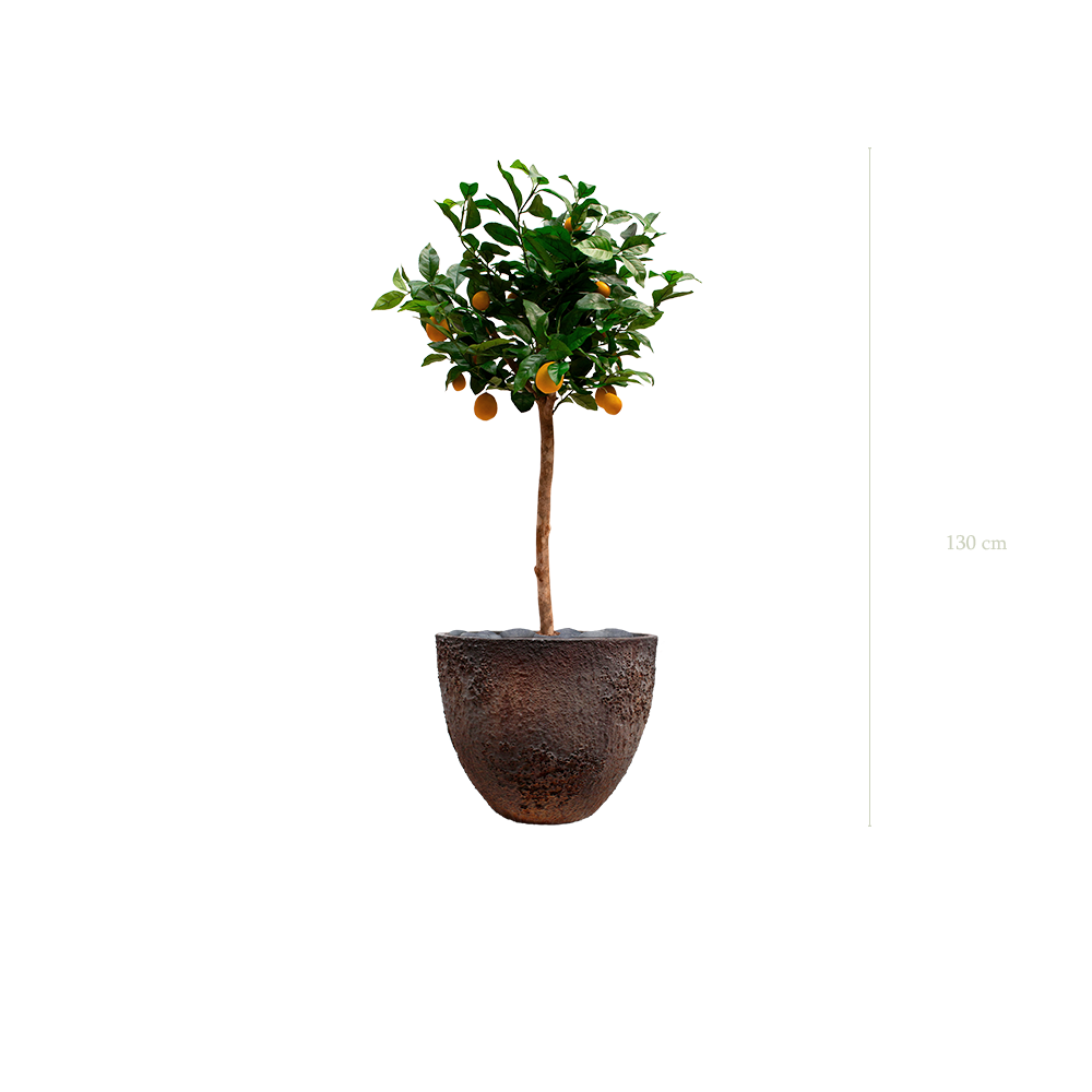 Le Citronnier - Pot Oyster - Artificiel