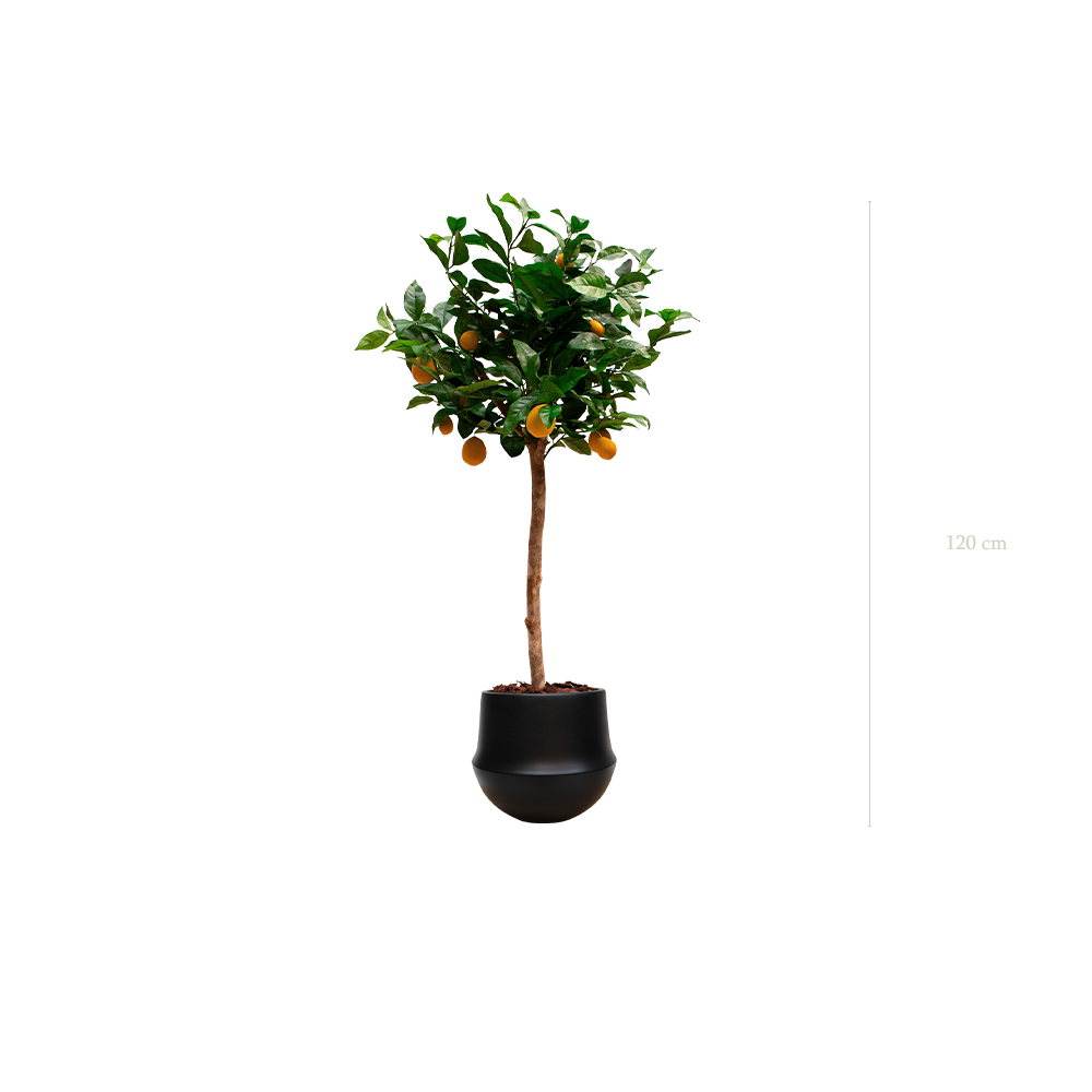 Le Citronnier - Pot Rond Noir - Artificiel
