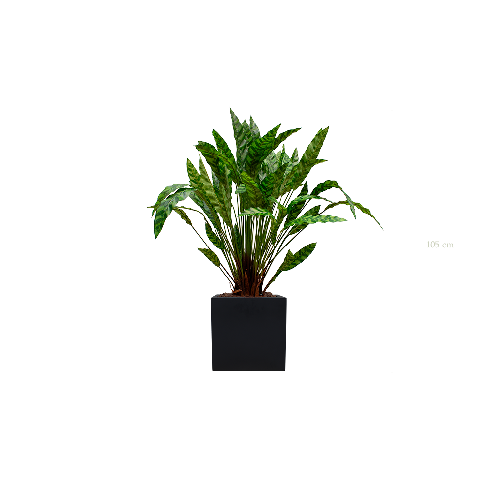 Le Calathea - Cube Noir - Artificiel
