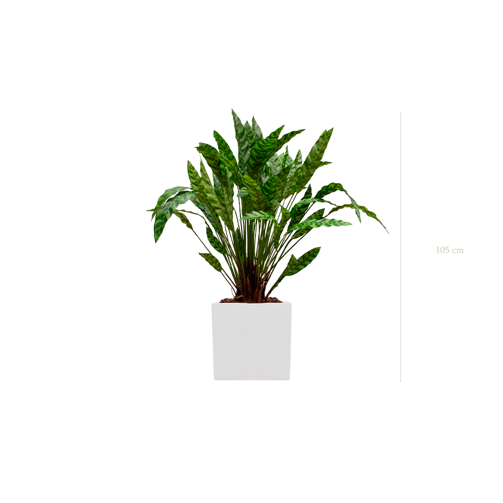 Le Calathea -  Cube Blanc - Artificiel