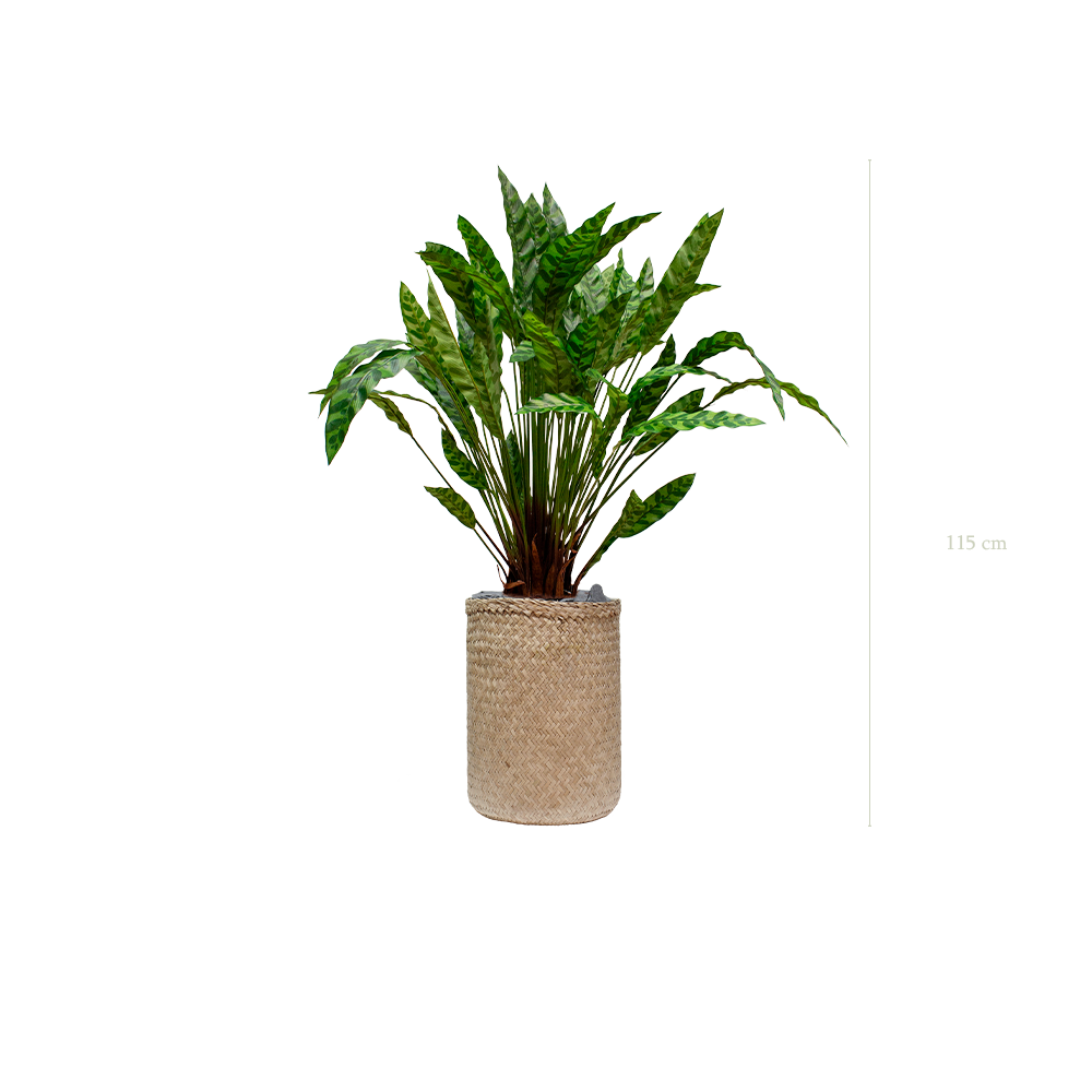die Calathea-Pflanze Naturgeflecht - Topf #künstlich