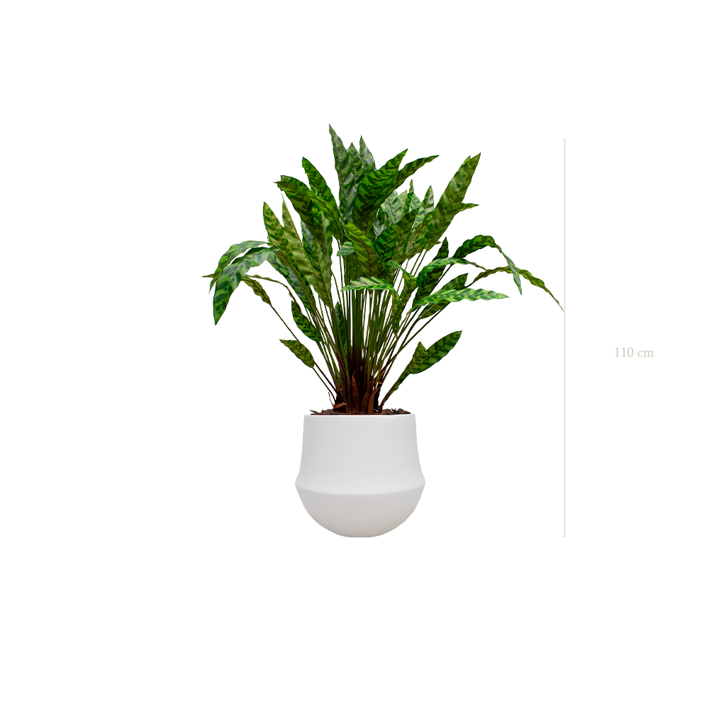 Le Calathea - Pot Rond Blanc - Artificiel