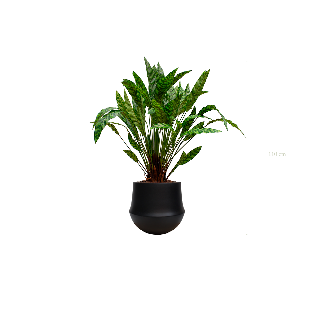 Le Calathea - Pot Rond Noir - Artificiel
