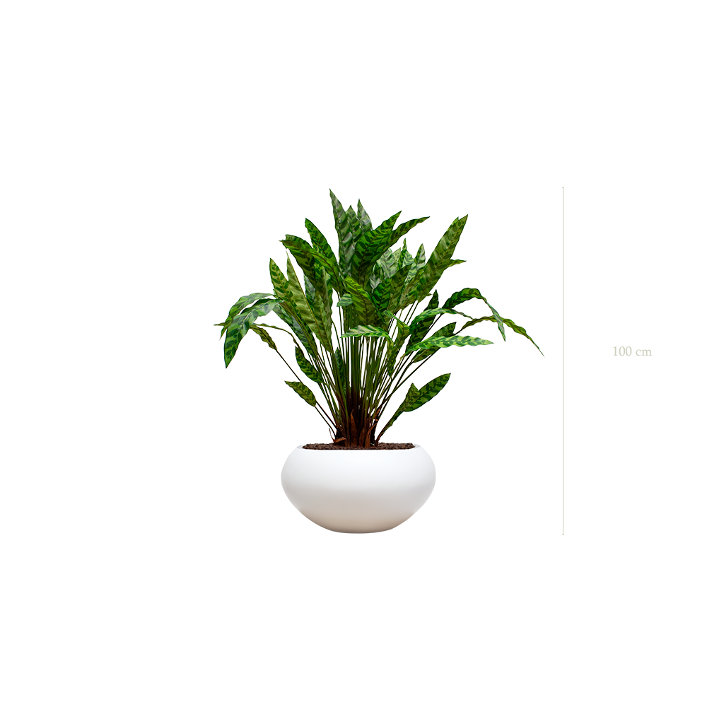 Le Calathea - Pot Ovale Blanc - Artificiel