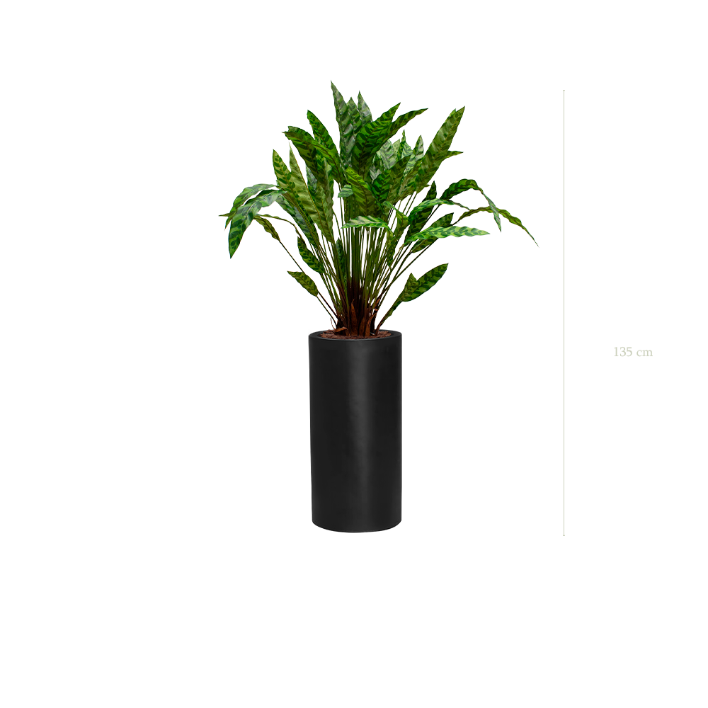 Le Calathea - Cylindre Haut Noir - Artificiel