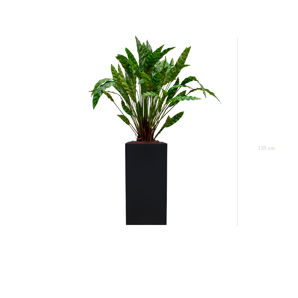 Le Calathea - Cube Haut Noir - Artificiel