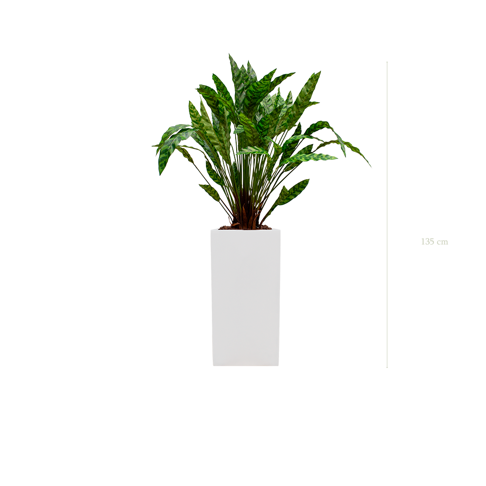 Le Calathea - Cube Haut Blanc - Artificiel