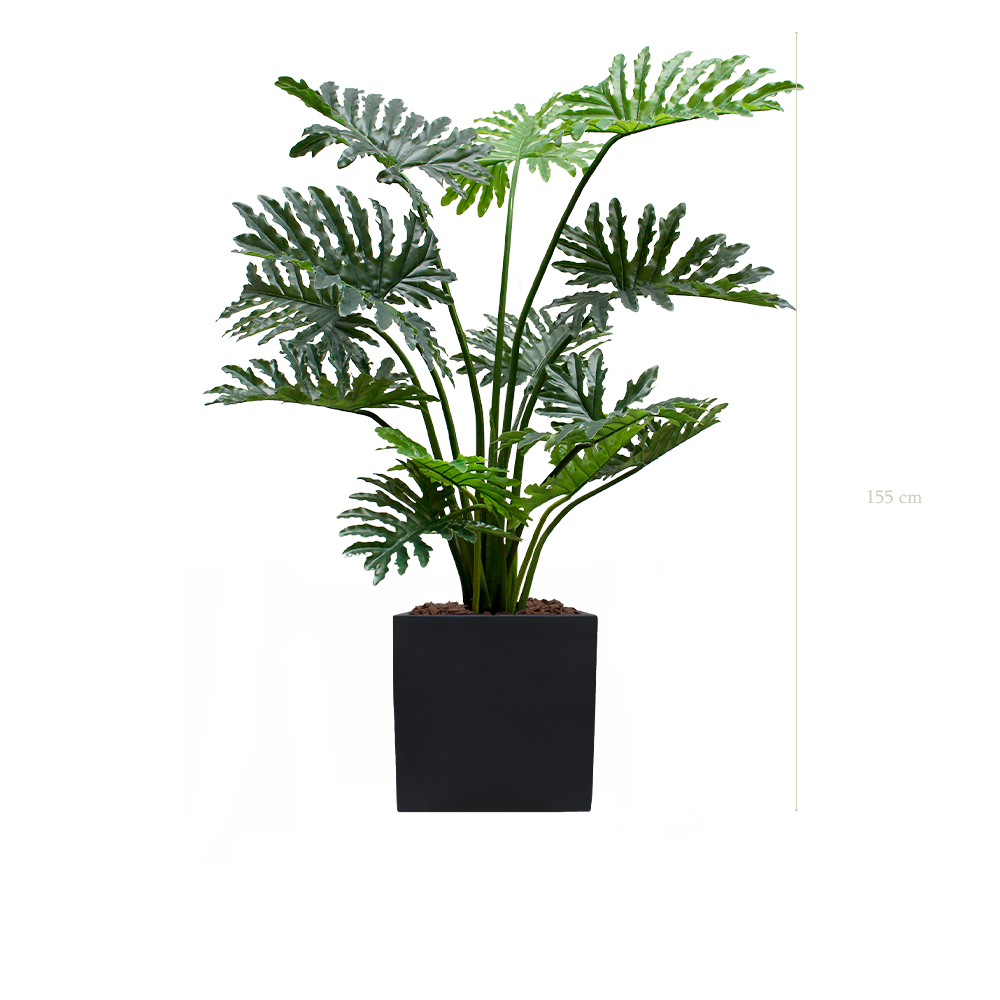 Le Philodendron - Cube Noir - Artificiel