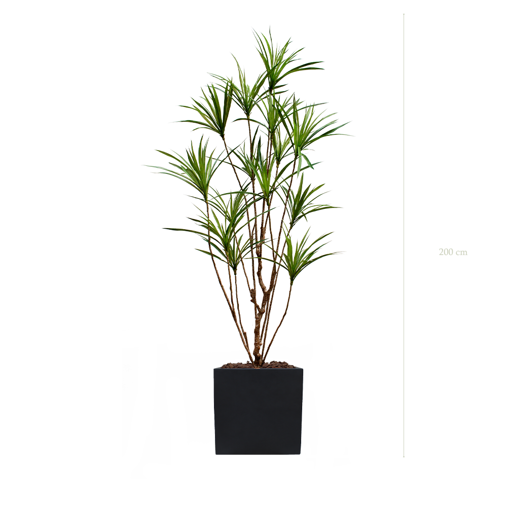 Le Dracena - Cube Noir - Artificiel