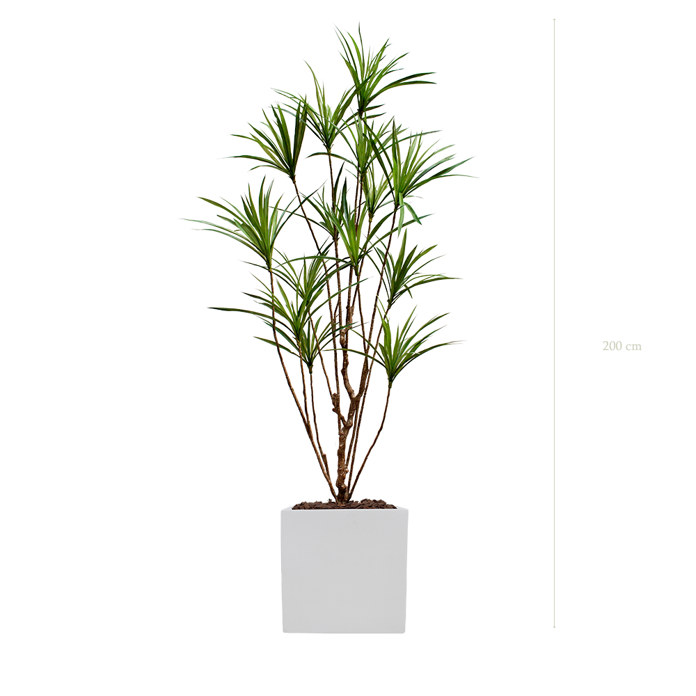 der Dracena - weißer kubischer Topf #künstlich