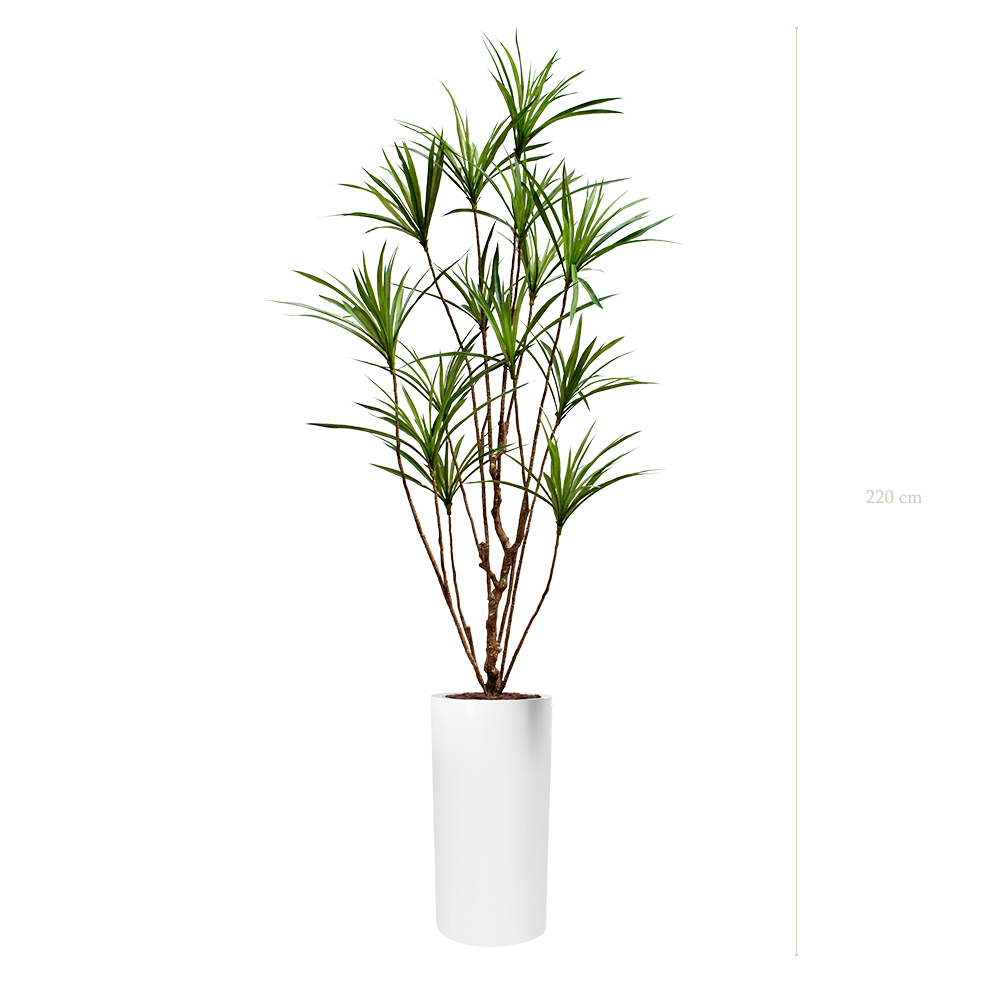 Le Dracena - Cylindre Haut Blanc - Artificiel