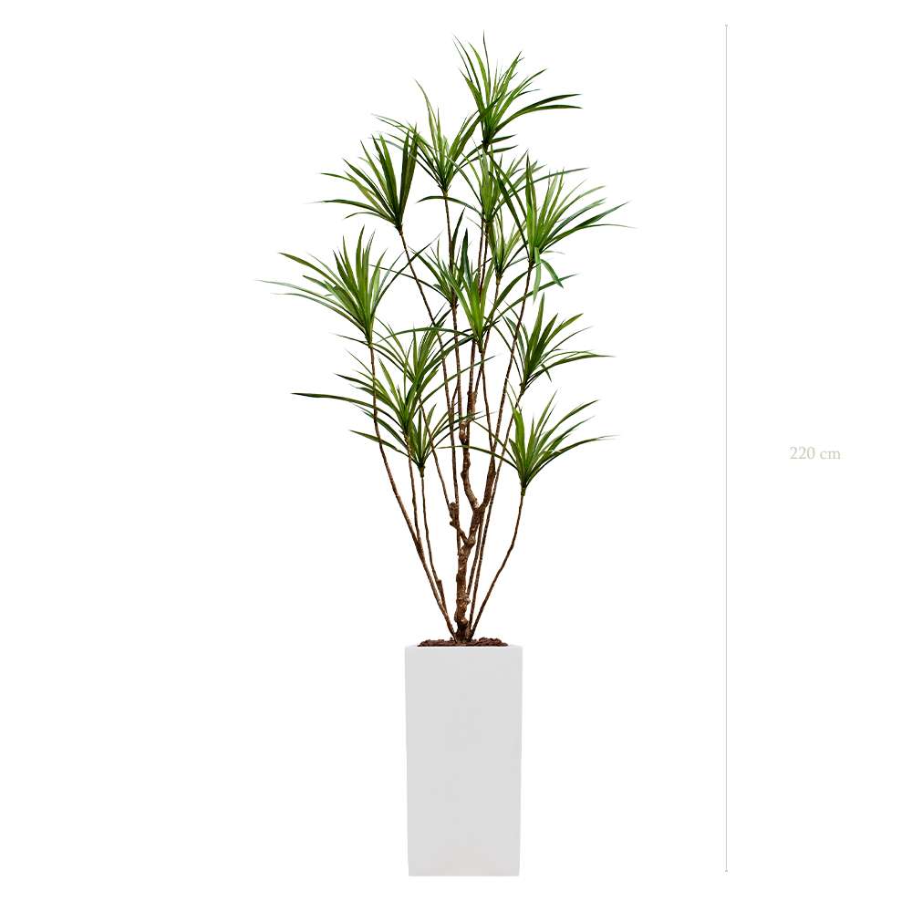 der Dracena - hoher weißer kubischer Topf #künstlich