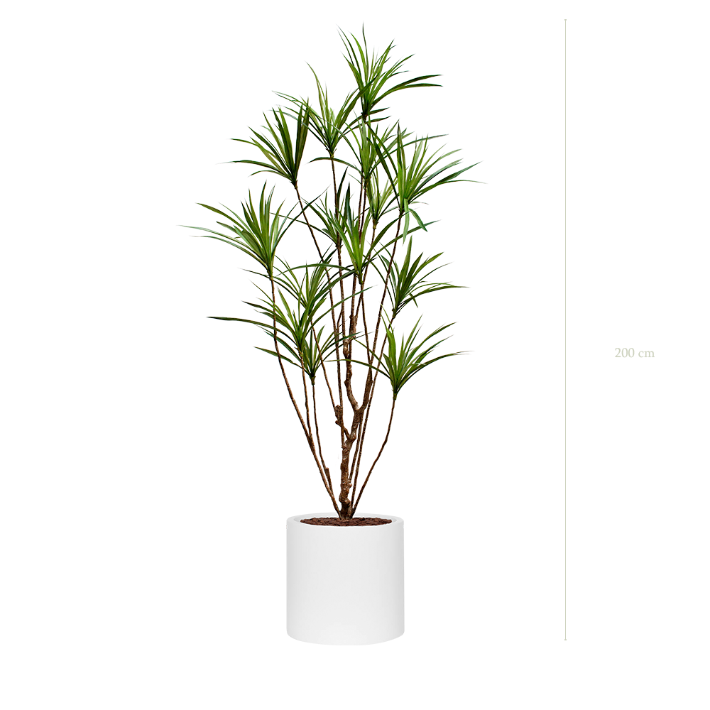 Le Dracena - Cylindre Blanc - Artificiel