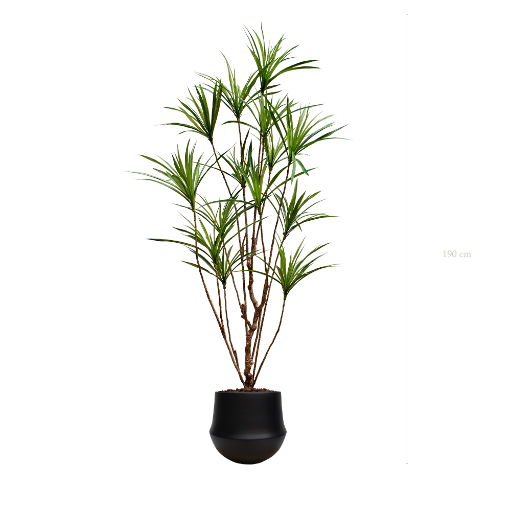 Le Dracena - Pot Rond Noir - Artificiel