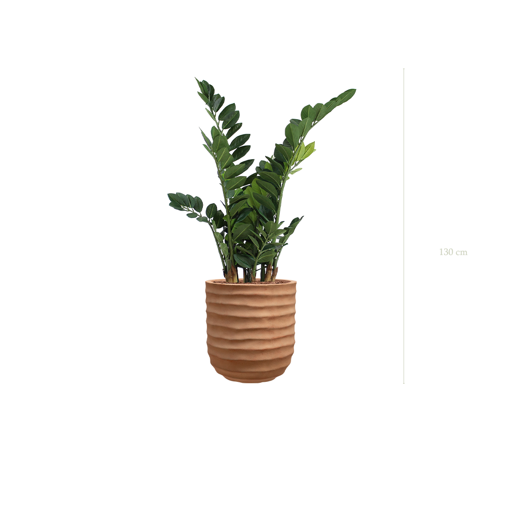 Le Zamia - Pot Terracotta - Artificiel