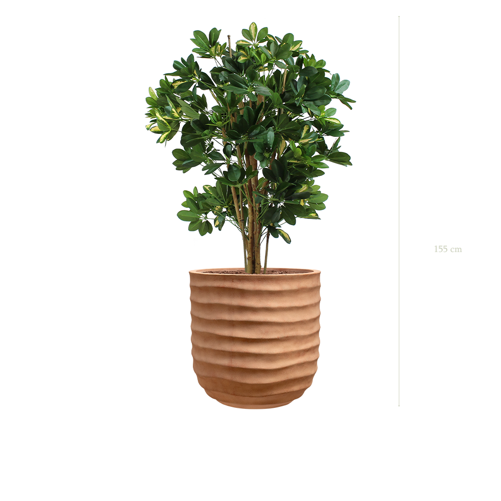 Le Schefflera - Pot Terracotta - Semi-naturel