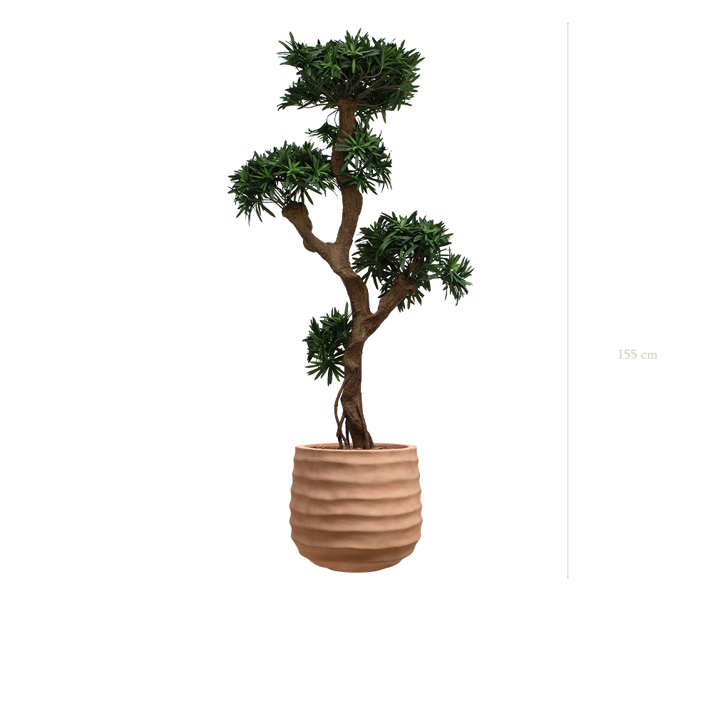 The Podocarpus in a terracotta pot #Artificial