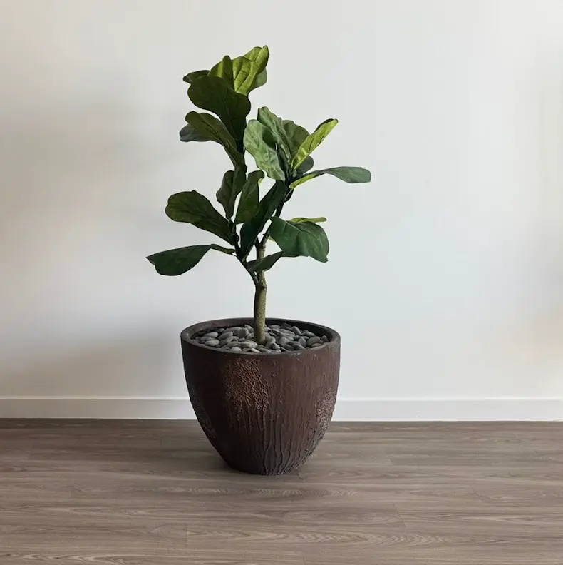 Le Lyrata - Pot Oyster - Artificiel