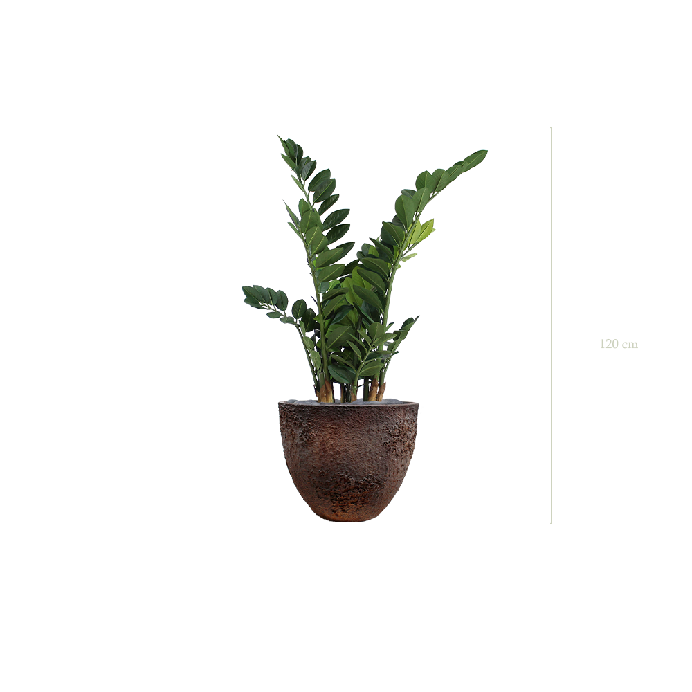 Le Zamia - Pot Oyster - Artificiel