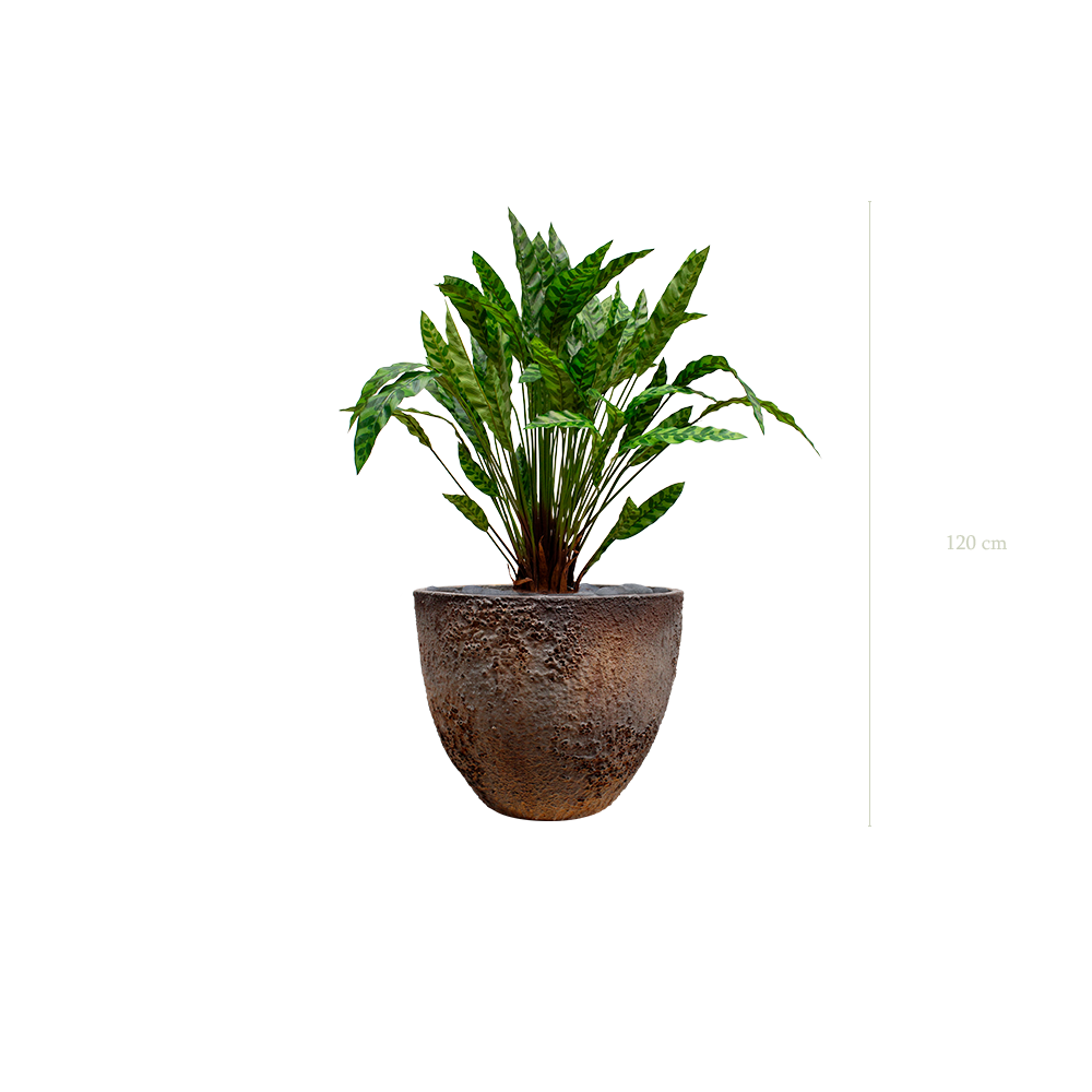 Le Calathea - Pot Oyster - Artificiel