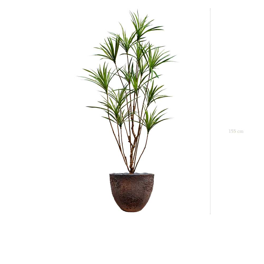 Le Dracena - Pot Oyster - Artificiel