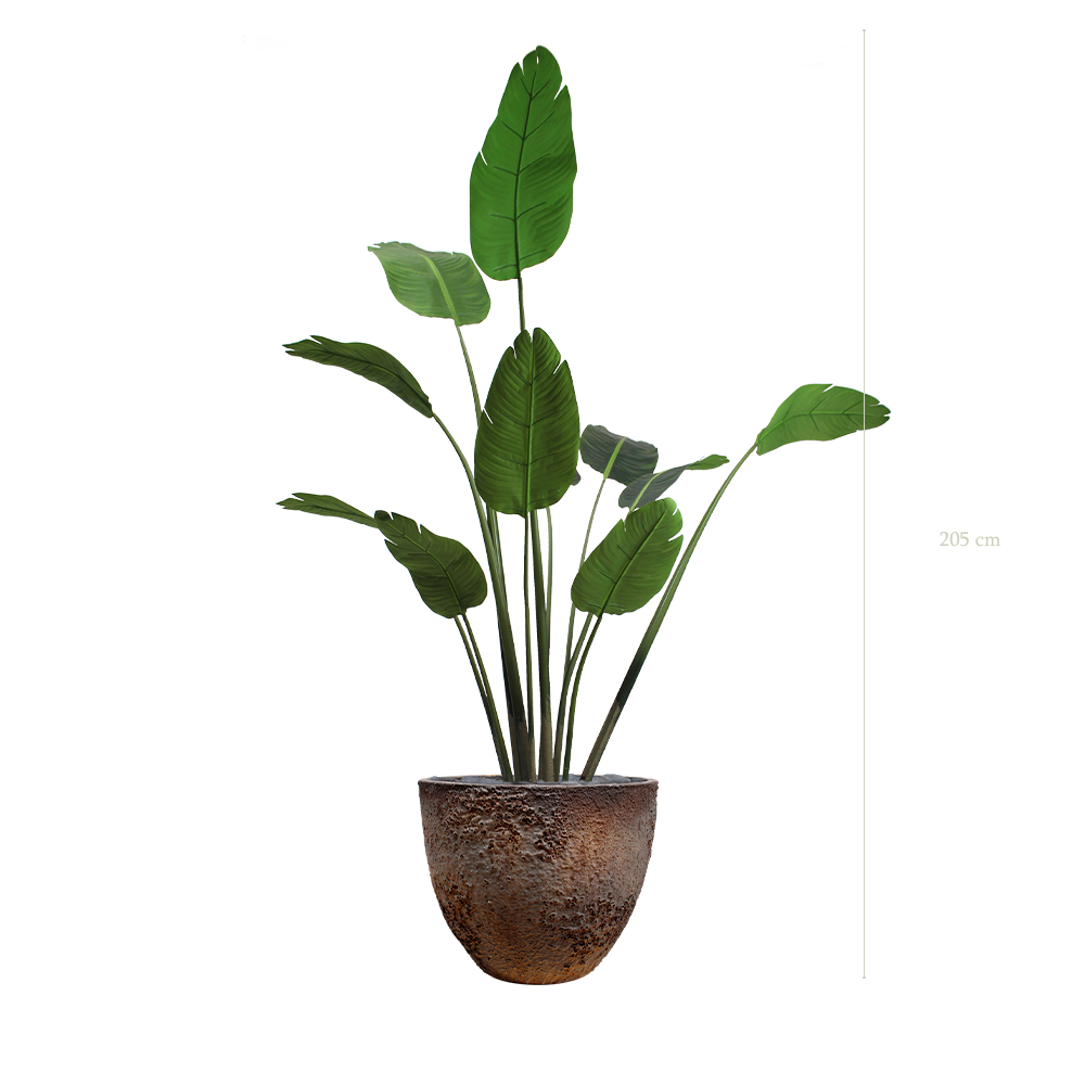 Le Bananier - Pot Oyster - Artificiel