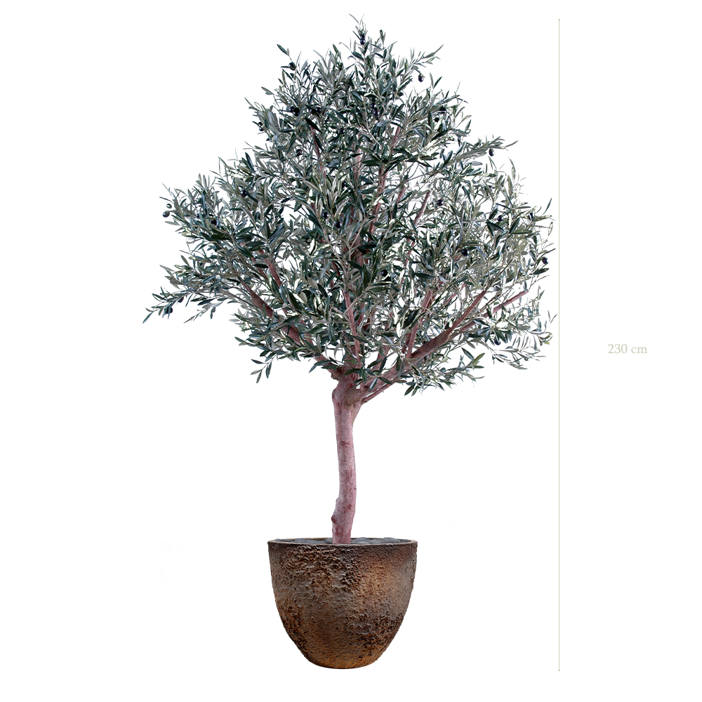 The Olive tree in brown oyster pot #Semi-natural