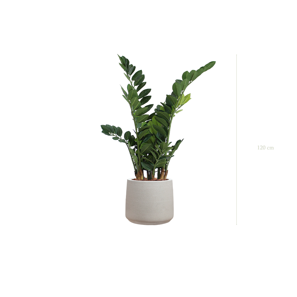der Zamia - grau Sandtopf #künstlich