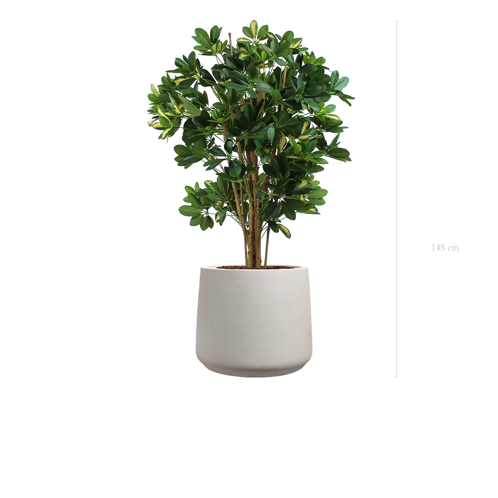 Le Schefflera - Pot Sable - Semi-naturel