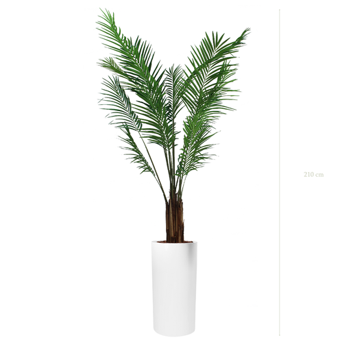 [A-PT2-FB18] Die Areca - Weißer Hochzylinder #Künstlich